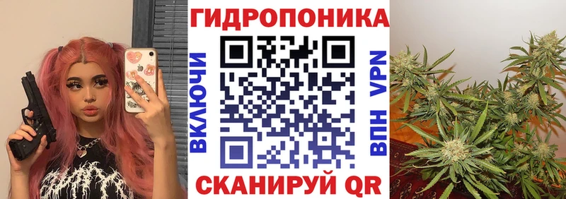 Бошки марихуана OG Kush  Шумиха 